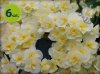 Begonia Solenia Yellow 6 sztuk
